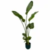 LA GREEN TOUCH - Strelitzia nicolai 100cm et son pot bleu 18cm - hauteur 100cm