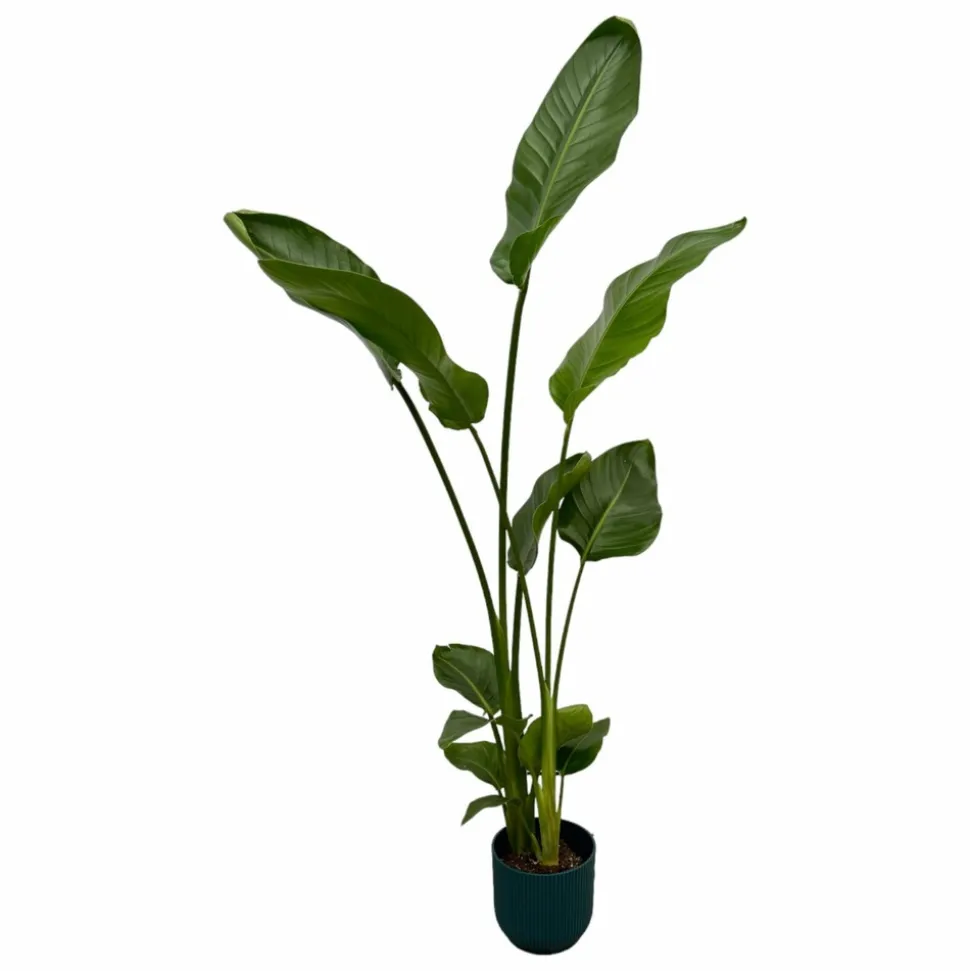 LA GREEN TOUCH - Strelitzia nicolai 100cm et son pot bleu 18cm - hauteur 100cm
