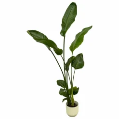 LA GREEN TOUCH - Strelitzia nicolai 100cm et son pot blanc 18cm - hauteur 100cm