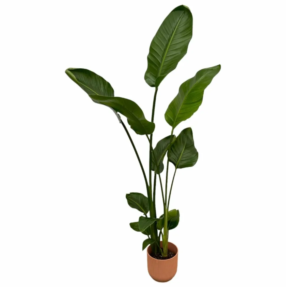 LA GREEN TOUCH - Strelitzia nicolai 100cm et son pot rose 18cm - hauteur 100cm