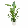 LA GREEN TOUCH - Strelitzia nicolai 170 cm et son pot blanc - hauteur 170cm