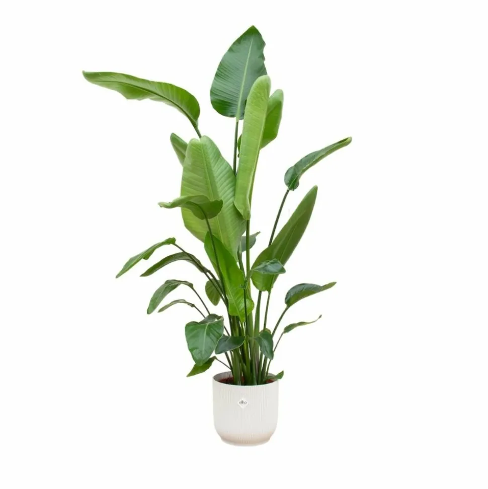 LA GREEN TOUCH - Strelitzia nicolai 170 cm et son pot blanc - hauteur 170cm