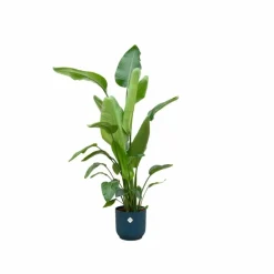 LA GREEN TOUCH - Strelitzia nicolai 160cm et son pot bleu 30cm - hauteur 160cm