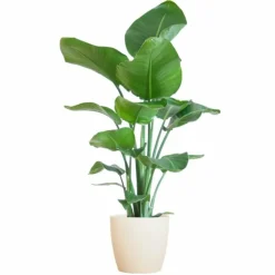 LA GREEN TOUCH - Strelitzia nicolai et son pot blanc - hauteur 80cm
