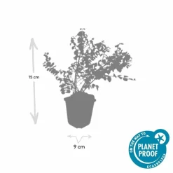 LA GREEN TOUCH - Symphorine de chenault 'hancock' x60 – entre 3,75 et 5m2