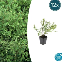 LA GREEN TOUCH - Symphorine de chenault 'hancock' x12 – entre 0,75 et 1m2