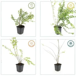 LA GREEN TOUCH - Symphorine de chenault 'hancock' x12 – entre 0,75 et 1m2