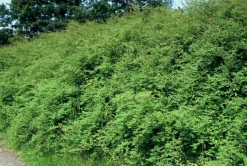 LA GREEN TOUCH - Symphorine de chenault 'hancock' x12 – entre 0,75 et 1m2