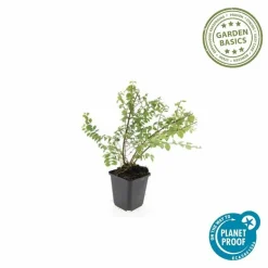 LA GREEN TOUCH - Symphorine de chenault 'hancock' x40 – entre 2,5 et 3,33m2