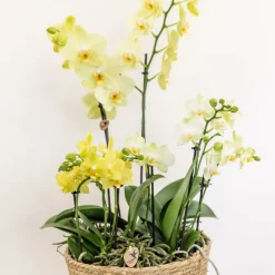 LA GREEN TOUCH - Système d'arrosage pour orchidées avec réservoir et mèches