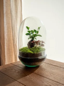 LA GREEN TOUCH - Terrarium - siquijor