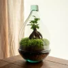 LA GREEN TOUCH - Terrarium - cayenne