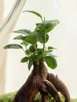 LA GREEN TOUCH - Terrarium - cayenne