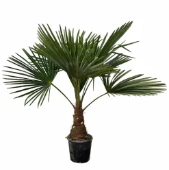 LA GREEN TOUCH - Trachycarpus palmier 90cm - plante d'intérieur