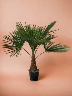 LA GREEN TOUCH - Trachycarpus palmier 90cm - plante d'intérieur