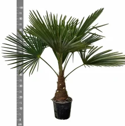 LA GREEN TOUCH - Trachycarpus palmier 90cm - plante d'intérieur