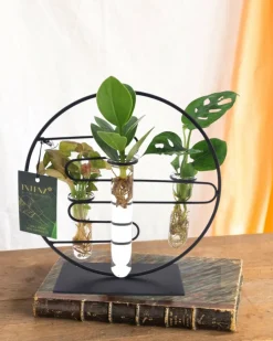 LA GREEN TOUCH - Trio de boutures en hydroculture sur socle design