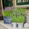 LA GREEN TOUCH - Trio de lavande angustifolia felice® et leur pot