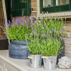 LA GREEN TOUCH - Trio de lavande angustifolia felice® et leur pot