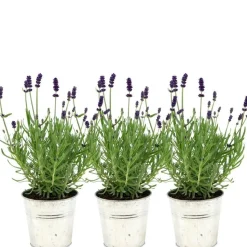 LA GREEN TOUCH - Trio de lavande angustifolia felice® et leur pot