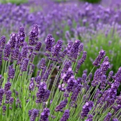 LA GREEN TOUCH - Trio de lavande angustifolia felice® et leur pot