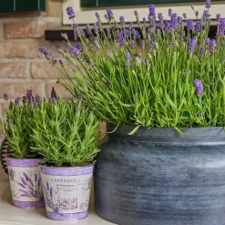 LA GREEN TOUCH - Trio de lavande angustifolia felice® et leur pot