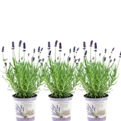 LA GREEN TOUCH - Trio de lavande angustifolia felice® et leur pot