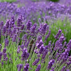 LA GREEN TOUCH - Trio de lavande angustifolia felice® et leur pot