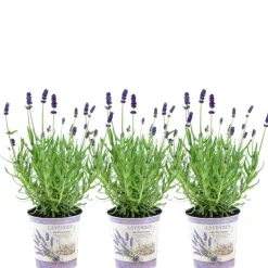 LA GREEN TOUCH - Trio de lavande angustifolia felice® et leur pot
