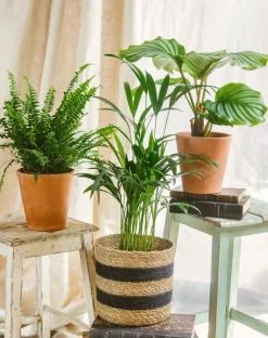 LA GREEN TOUCH - Trio de plantes - purifiant & pets friendly 40cm - plante d'intérieur