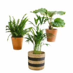 LA GREEN TOUCH - Trio de plantes - purifiant & pets friendly 40cm - plante d'intérieur