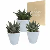 LA GREEN TOUCH - Trio de succulentes et leurs caches-pots blancs h18cm
