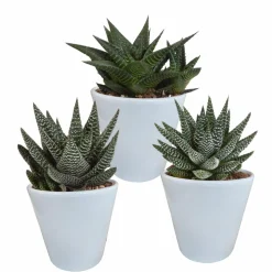 LA GREEN TOUCH - Trio de succulentes et leurs caches-pots blancs h18cm