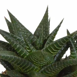 LA GREEN TOUCH - Trio de succulentes et leurs caches-pots blancs h18cm