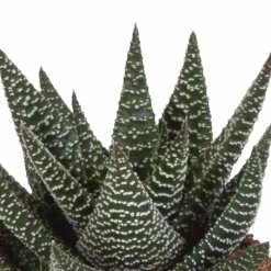 LA GREEN TOUCH - Trio de succulentes et leurs caches-pots blancs h18cm