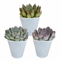 LA GREEN TOUCH - Trio d'echeveria et leurs caches-pots blancs h15cm