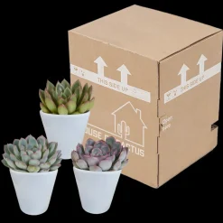 LA GREEN TOUCH - Trio d'echeveria et leurs caches-pots blancs h15cm