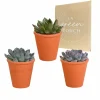 LA GREEN TOUCH - Trio d'echeveria et leurs caches-pots terracotta h15cm