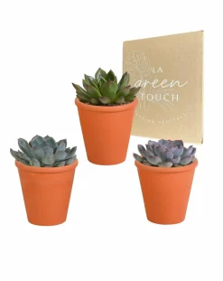LA GREEN TOUCH - Trio d'echeveria et leurs caches-pots terracotta h15cm