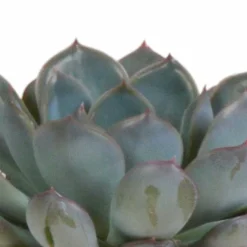 LA GREEN TOUCH - Trio d'echeveria et leurs caches-pots terracotta h15cm