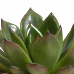 LA GREEN TOUCH - Trio d'echeveria et leurs caches-pots terracotta h15cm