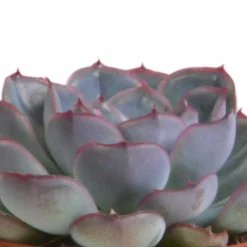 LA GREEN TOUCH - Trio d'echeveria et leurs caches-pots terracotta h15cm