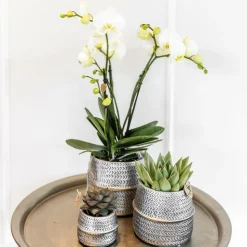 LA GREEN TOUCH - Verts colibri | lot de 2 plantes succulentes en pots décoratifs rainurés argentés - pot céramique taille 9cm