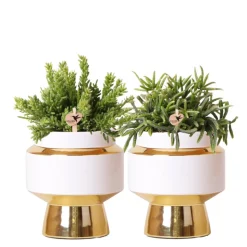 LA GREEN TOUCH - Verts colibri | lot de 2 plantes rhipsalis en pots décoratifs dorés le chic - pot céramique taille 9cm