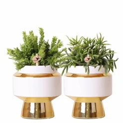 LA GREEN TOUCH - Verts colibri | lot de 2 plantes rhipsalis en pots décoratifs dorés le chic - pot céramique taille 9cm