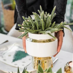 LA GREEN TOUCH - Verts colibri | lot de 2 plantes rhipsalis en pots décoratifs dorés le chic - pot céramique taille 9cm