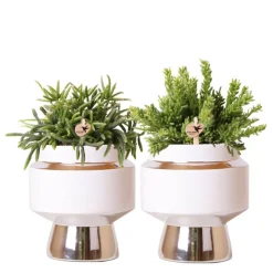 LA GREEN TOUCH - Verts colibri | lot de 2 plantes rhipsalis en pots décoratifs argentés le chic - pot céramique taille 9cm