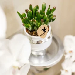 LA GREEN TOUCH - Verts colibri | lot de 2 plantes rhipsalis en pots décoratifs argentés le chic - pot céramique taille 9cm