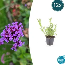 LA GREEN TOUCH - Verveine de buenos aires x12 – entre 0,75 et 1m2