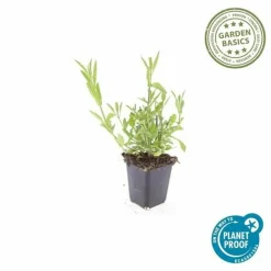 LA GREEN TOUCH - Verveine de buenos aires x40 – entre 2,5 et 3,33m2